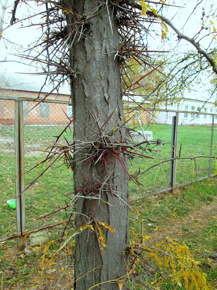 Изображение особи Gleditsia triacanthos.