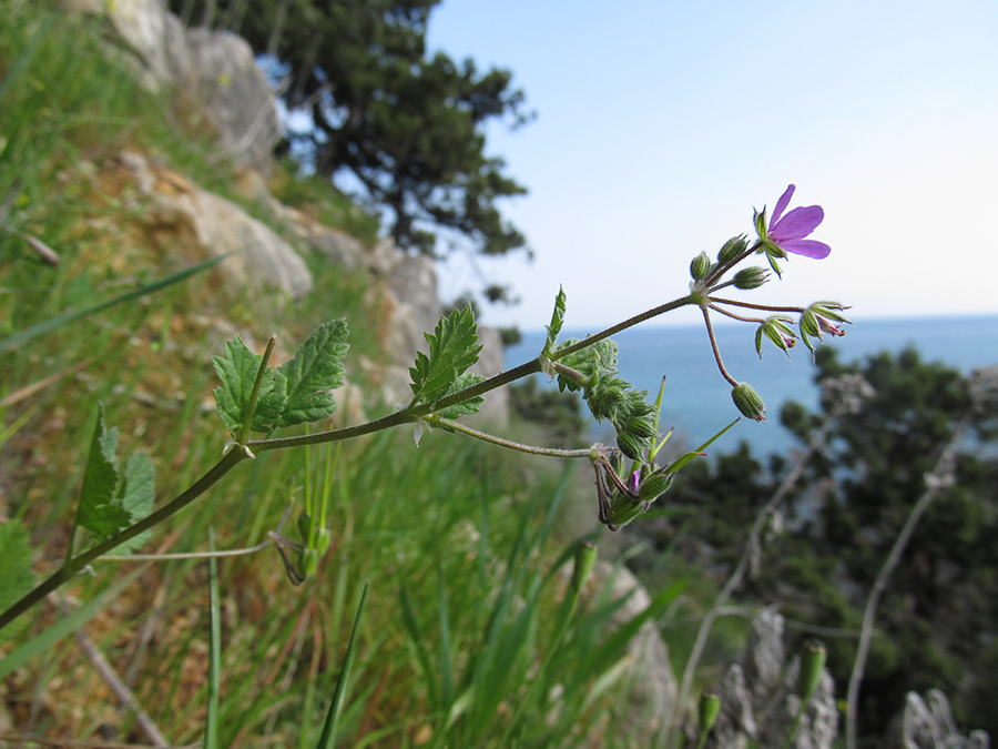 Изображение особи Erodium malacoides.