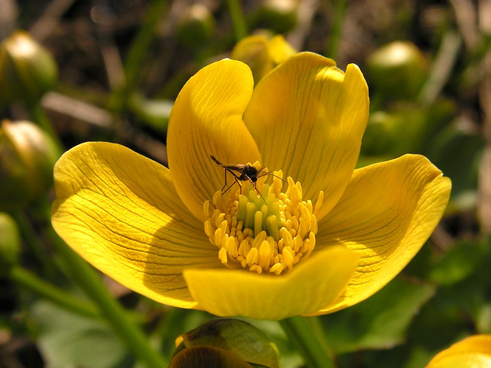 Изображение особи Caltha palustris.