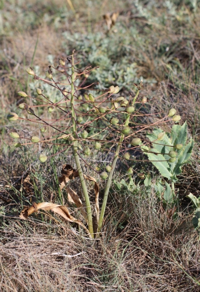 Image of Bellevalia sarmatica specimen.