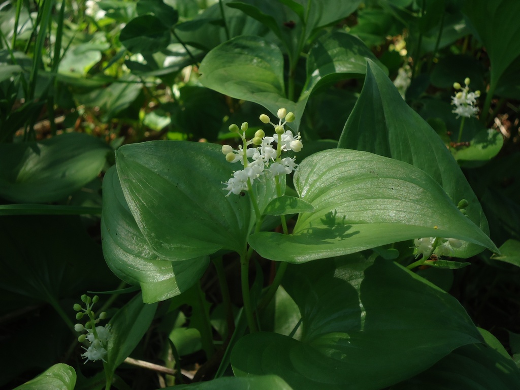 Image of Maianthemum dilatatum specimen.