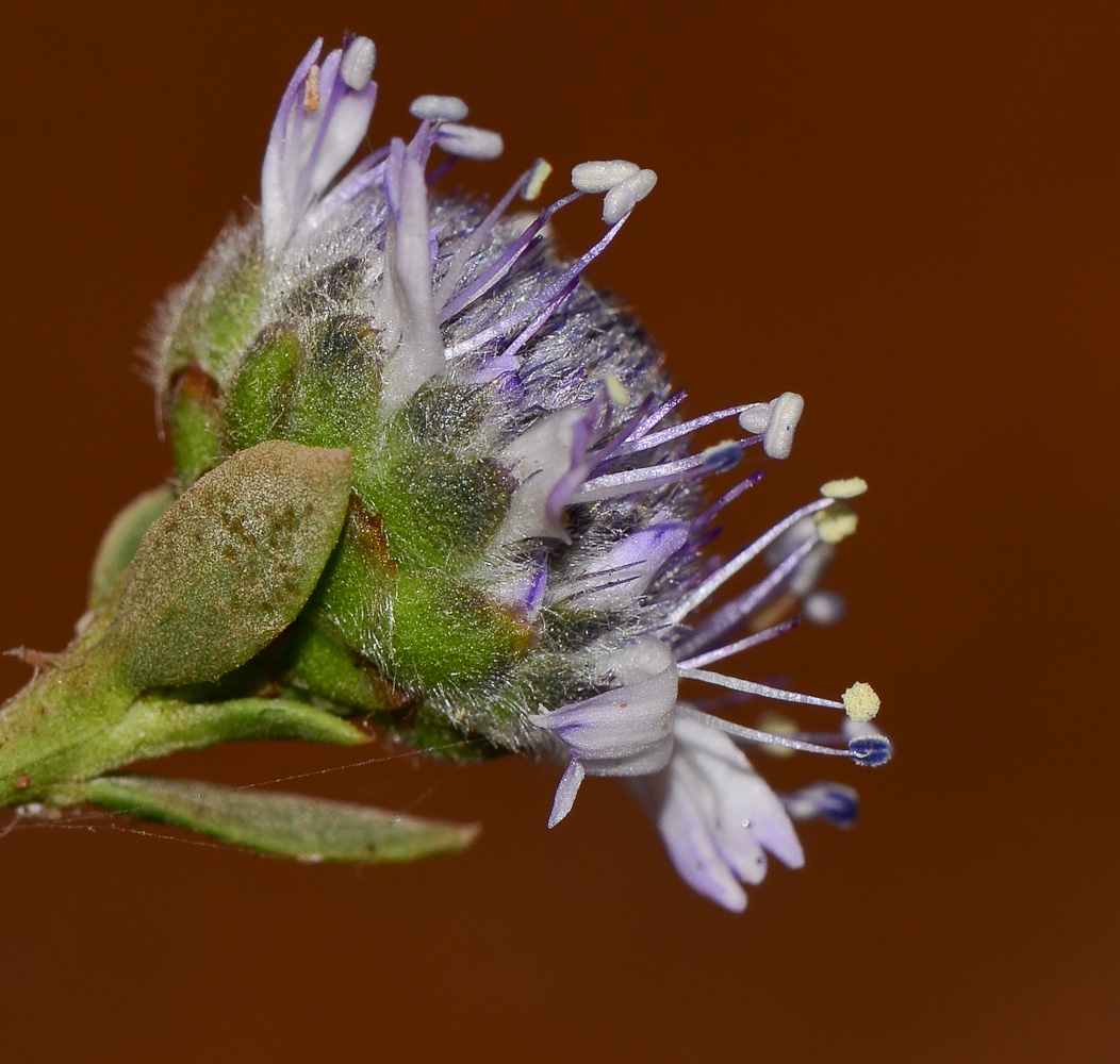 Изображение особи Globularia arabica.