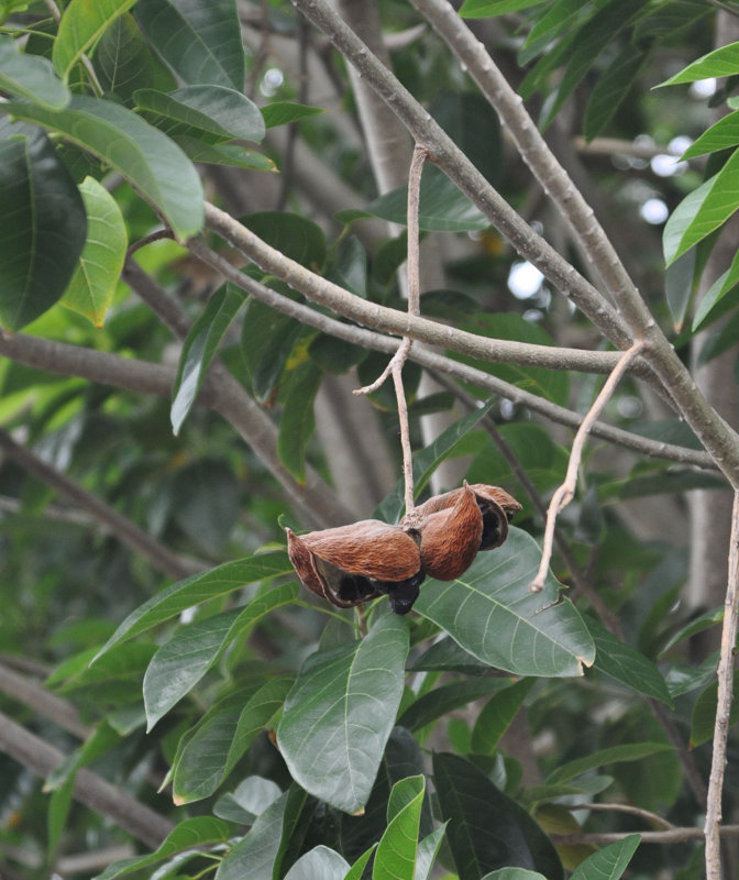 Image of Sterculia guttata specimen.