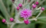 Vernonia arkansana