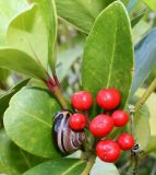 Skimmia japonica