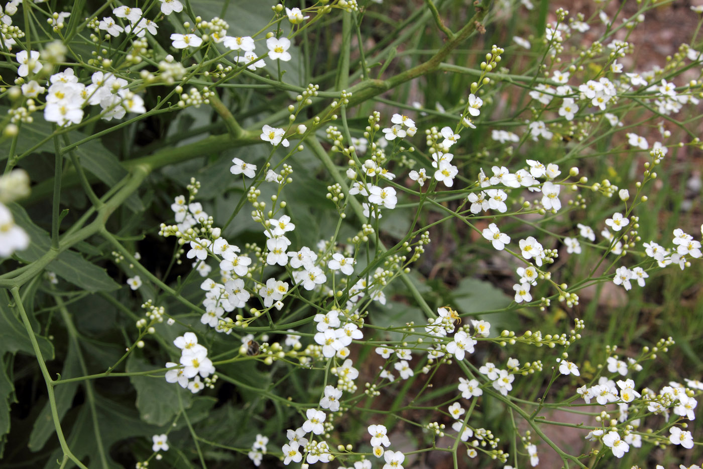 Изображение особи Crambe orientalis.