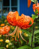 Lilium lancifolium