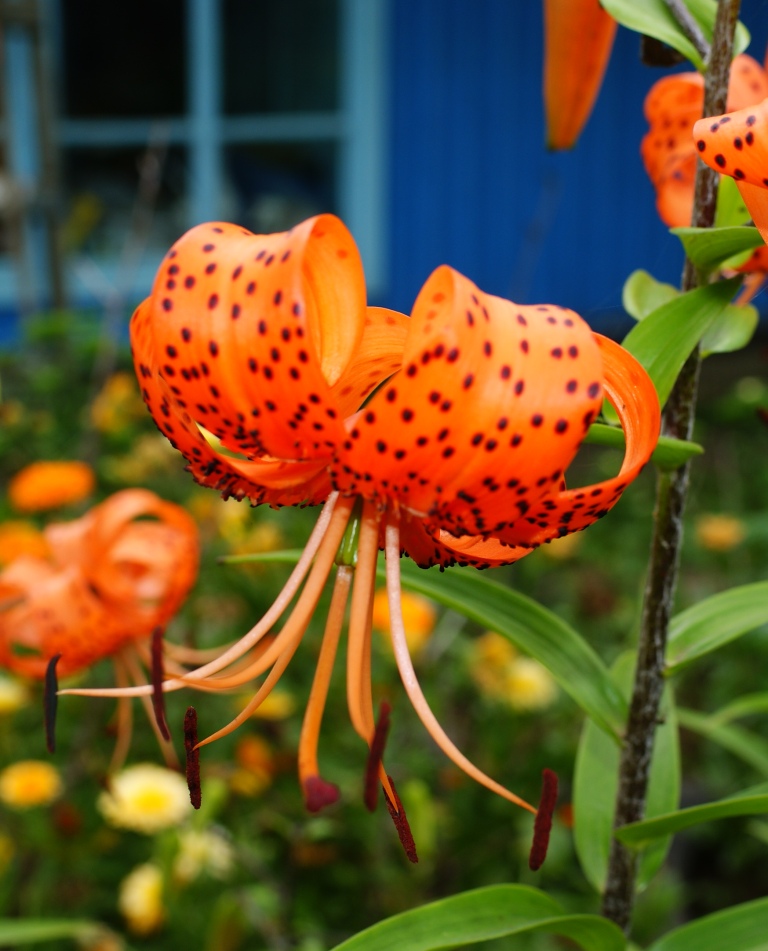 Изображение особи Lilium lancifolium.