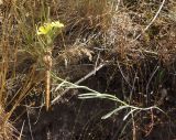 Erysimum canescens