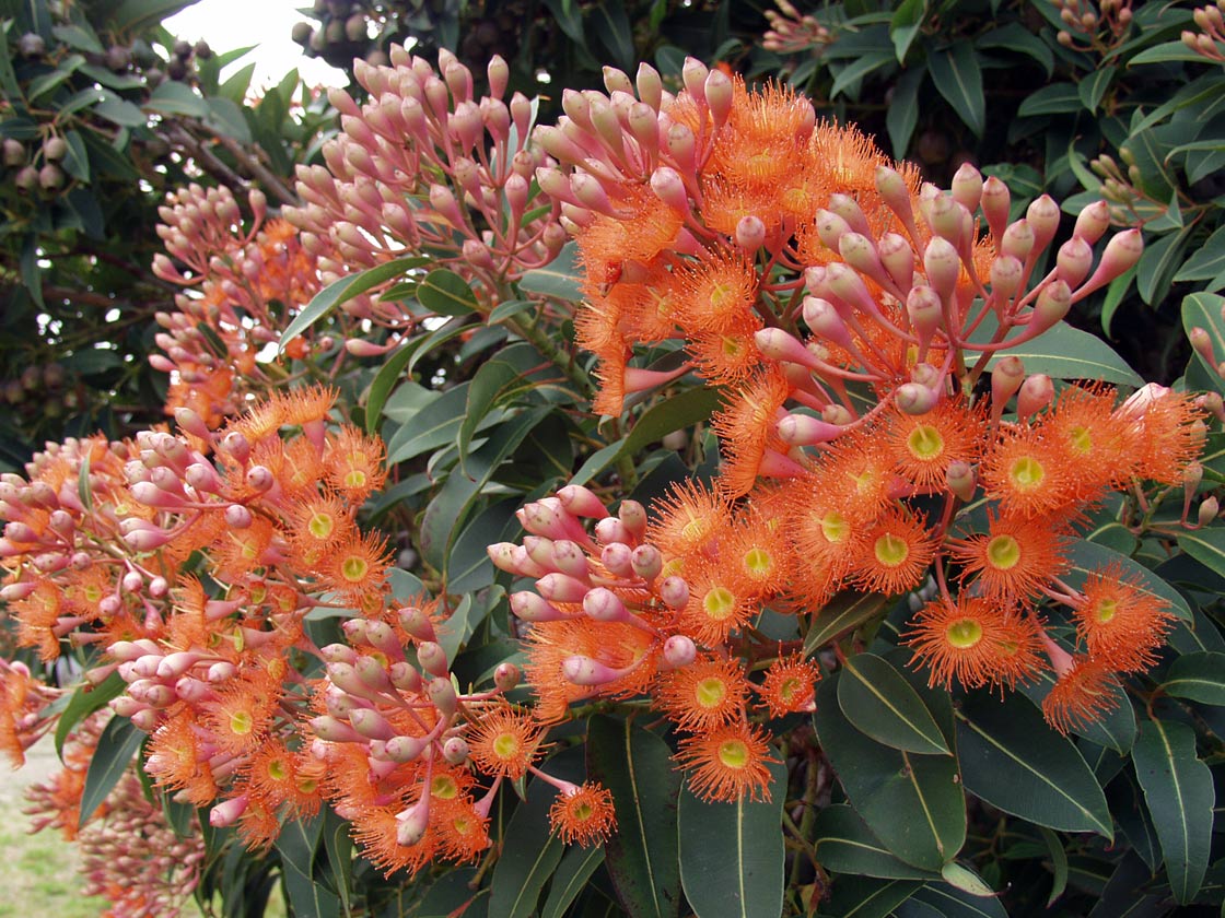 Image of Corymbia ficifolia specimen.