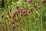 Saxifraga &times; arendsii