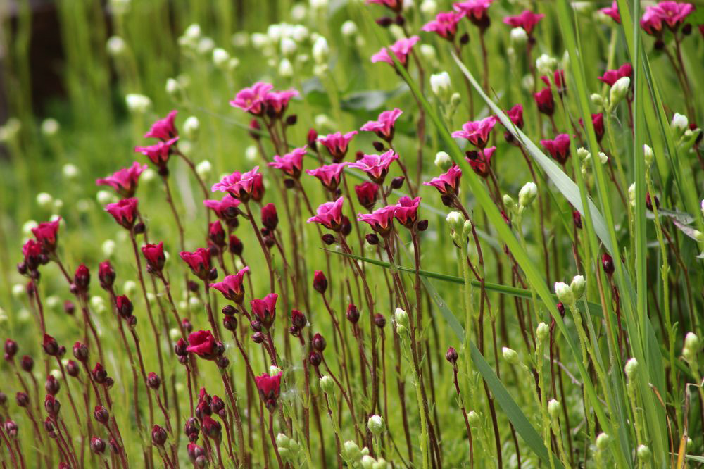 Image of Saxifraga × arendsii specimen.