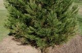 Sequoiadendron giganteum. Нижняя часть молодого растения. Германия, г. Дюссельдорф, Ботанический сад университета. 10.03.2014.