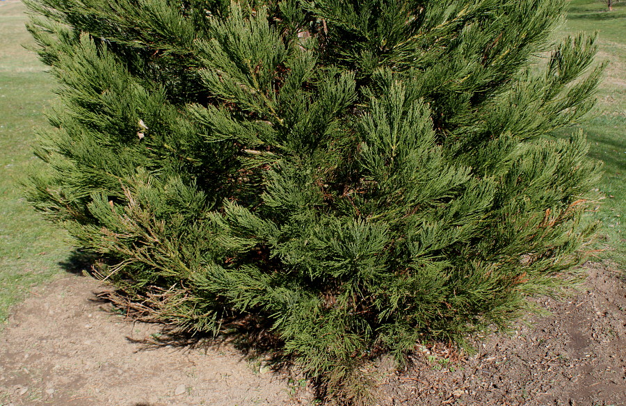 Изображение особи Sequoiadendron giganteum.