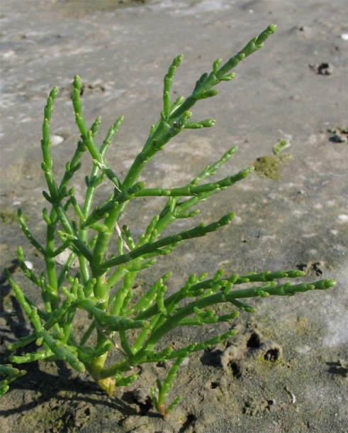 Изображение особи Salicornia europaea.