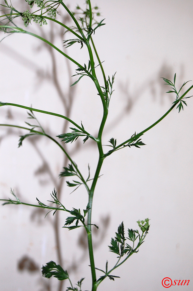 Image of Pimpinella anisum specimen.