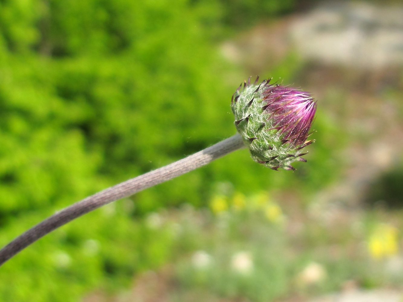 Image of Jurinea blanda specimen.