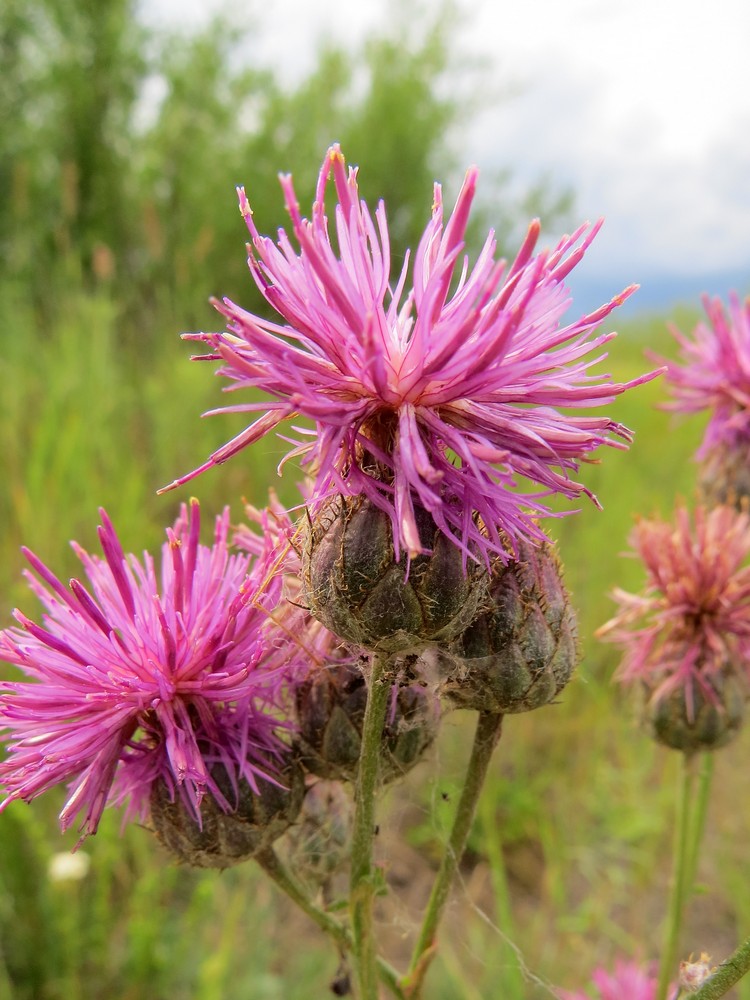 Image of Centaurea apiculata specimen.