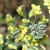 Image of taxon representative. Author is Тамара Риб
