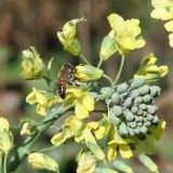 Brassica oleracea var. italica