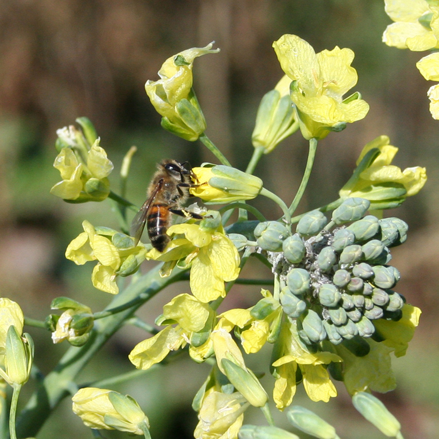 Изображение особи Brassica oleracea var. italica.