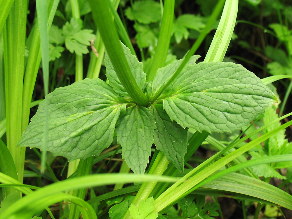 Image of Valeriana tripteris specimen.