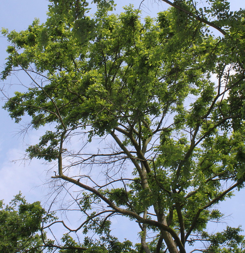 Изображение особи Nothofagus obliqua.