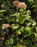 Micranthes manchuriensis