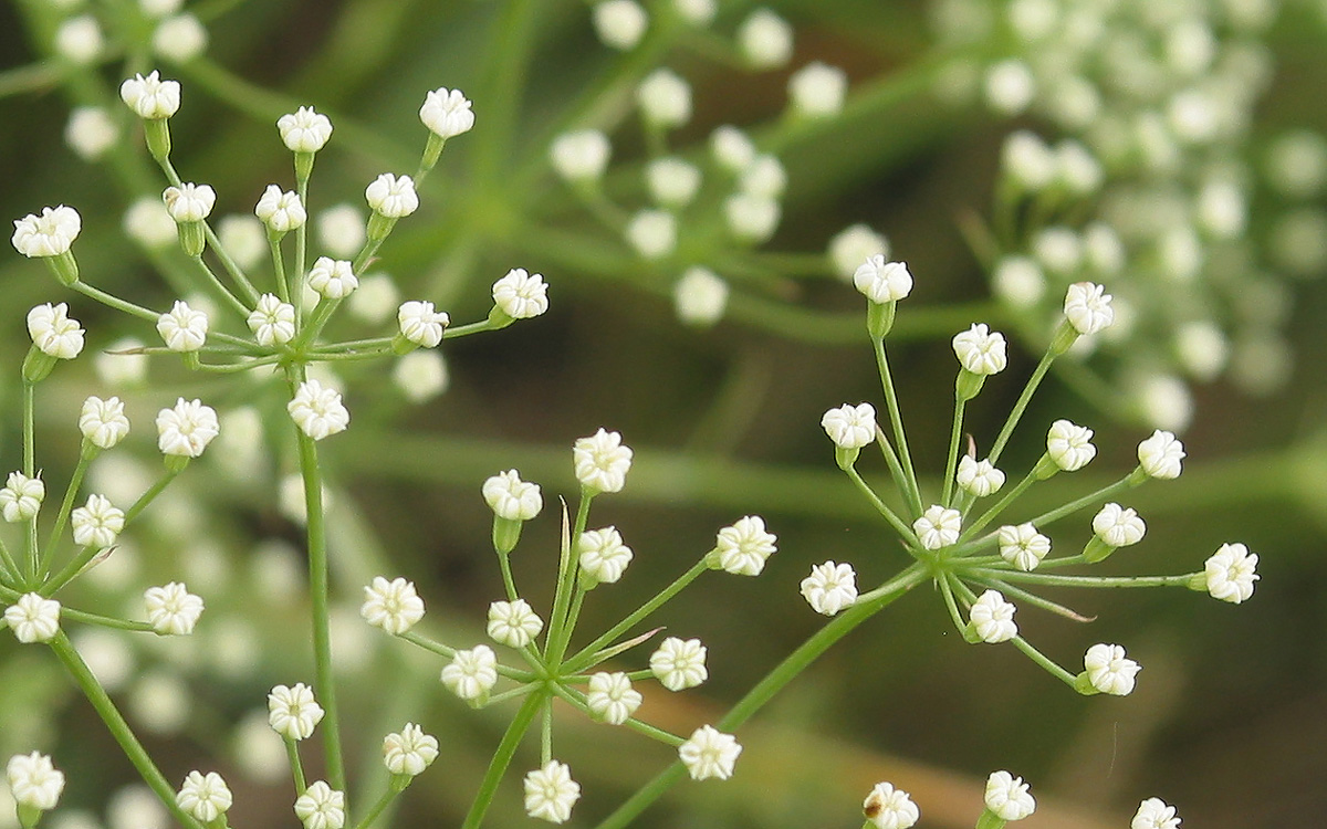 Изображение особи Falcaria vulgaris.