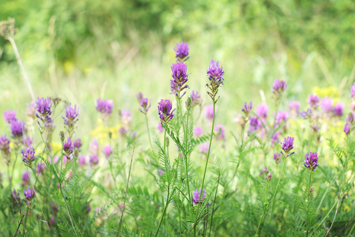 Изображение особи Astragalus onobrychis.