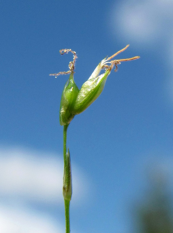 Image of Carex disperma specimen.