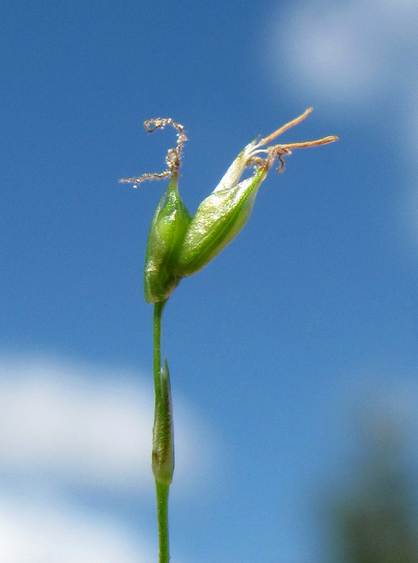 Изображение особи Carex disperma.