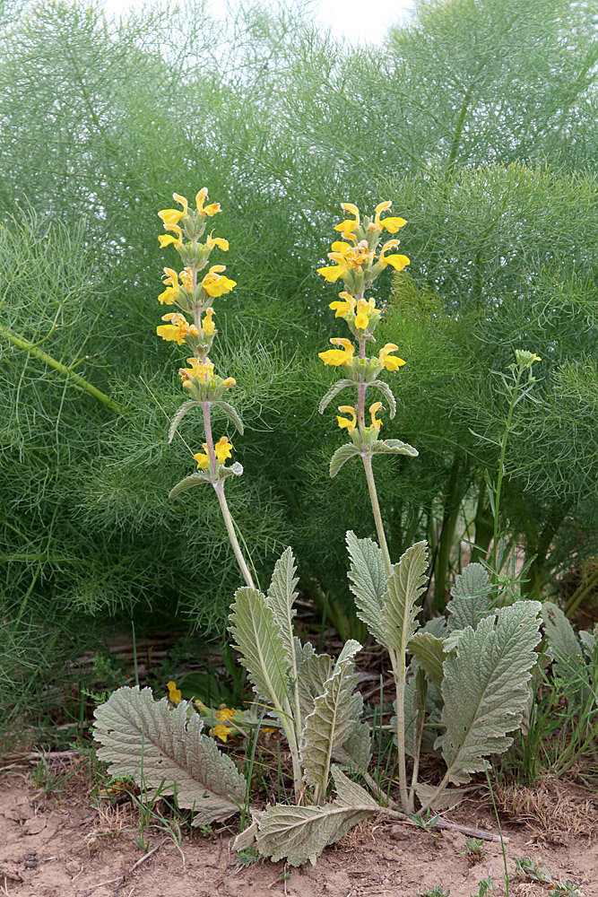 Image of Phlomoides fulgens specimen.
