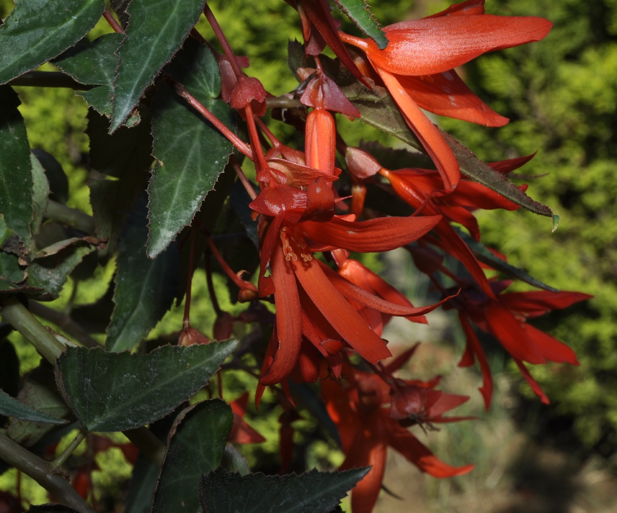 Image of genus Begonia specimen.