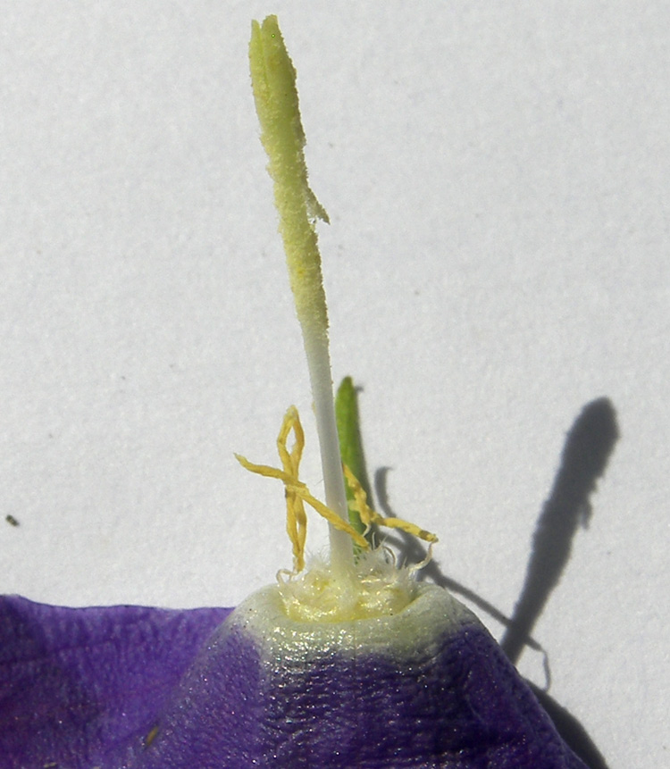 Изображение особи Campanula circassica.