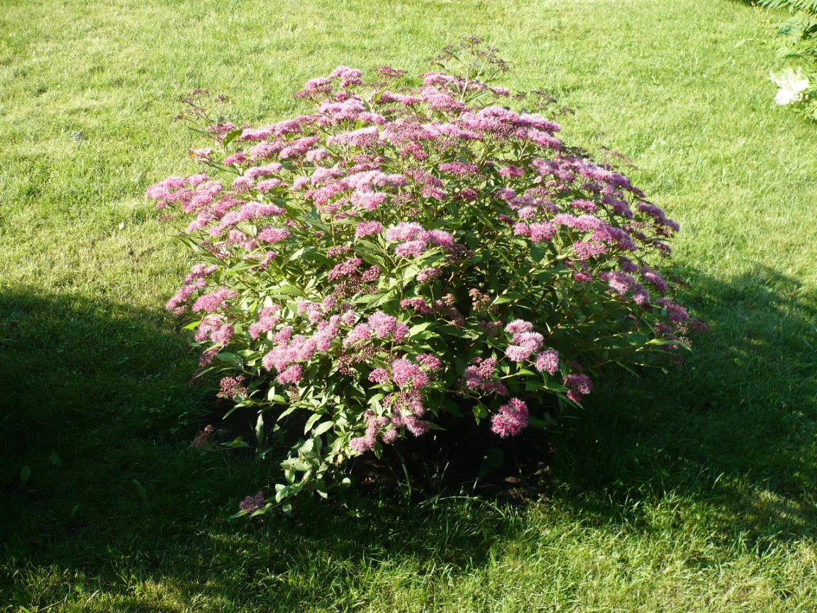 Image of Spiraea japonica specimen.