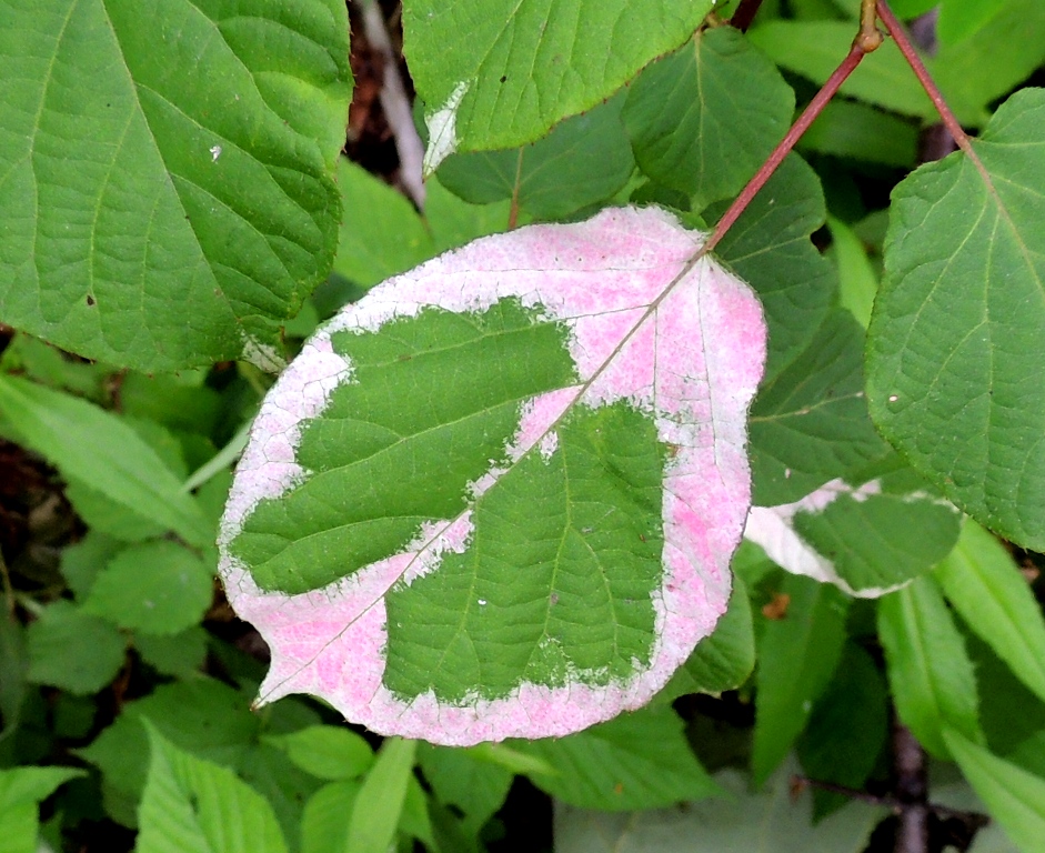 Изображение особи Actinidia kolomikta.