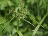 Scirpus sylvaticus. Верхушка побега с соцветием. Ленинградская обл., пойма р. Луга у дер. Кемка. 13.06.2009.
