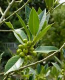 genus Ilex. Верхушка веточки с незрелыми плодами. Италия, Падуя (Padova), Ботанический сад Падуанского университета (Orto Botanico). Июль 2014 г.