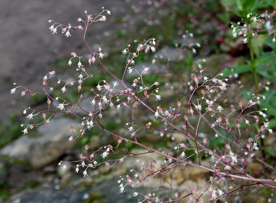 Image of Heuchera americana specimen.