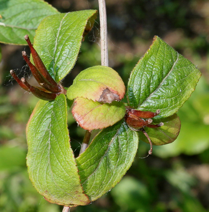 Изображение особи Weigela praecox.