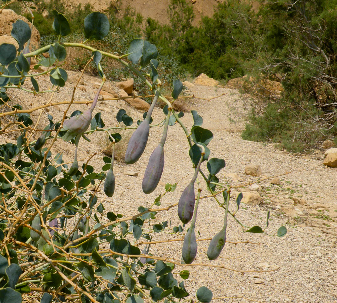 Image of Capparis aegyptia specimen.