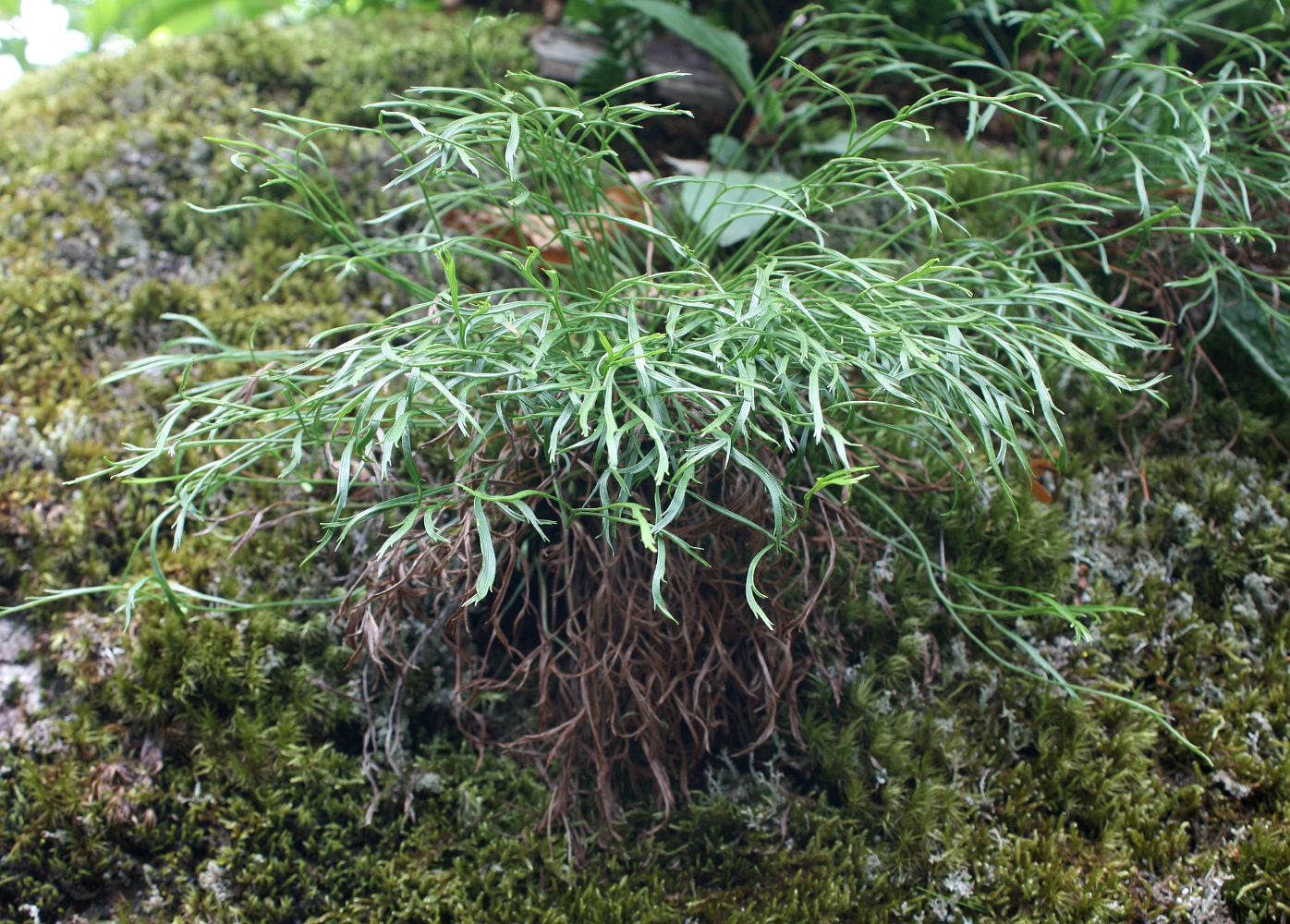 Image of Asplenium septentrionale specimen.