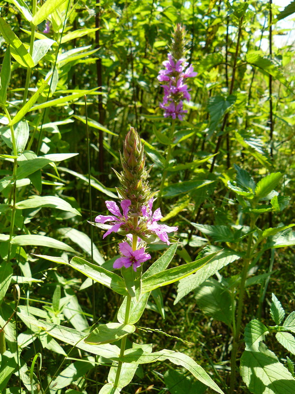 Image of Lythrum salicaria specimen.