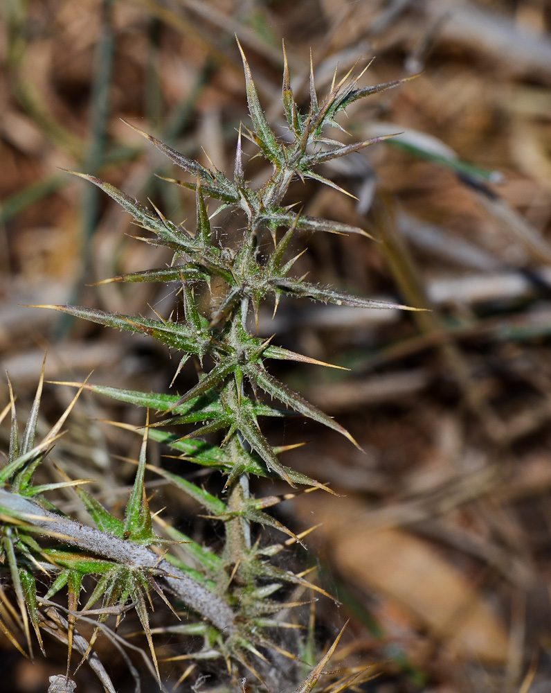 Image of Echinops adenocaulos specimen.