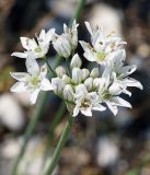 Allium ramosum. Соцветие. Бурятия, окр. г. Гусиноозерск, насыпь вдоль озера. 13.07.2014.