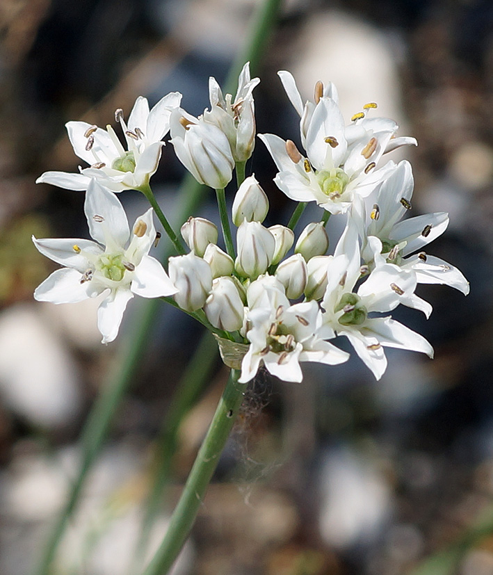 Image of Allium ramosum specimen.