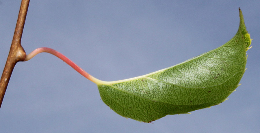 Изображение особи Actinidia arguta.