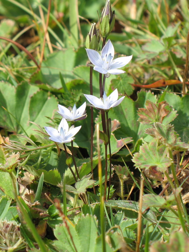 Изображение особи Lomatogonium carinthiacum.