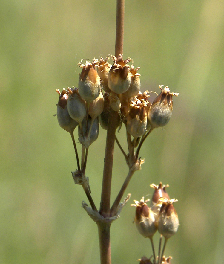 Image of Silene densiflora specimen.